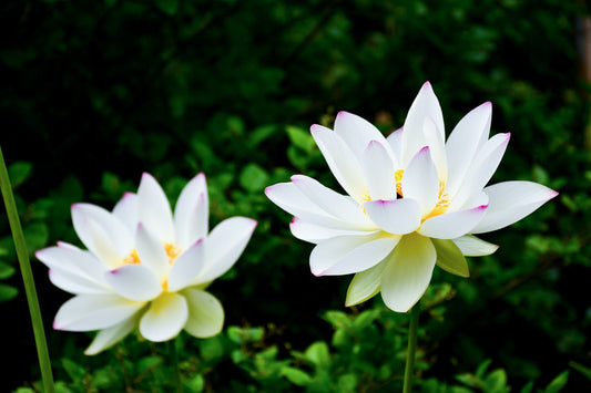 What is Ayurveda
